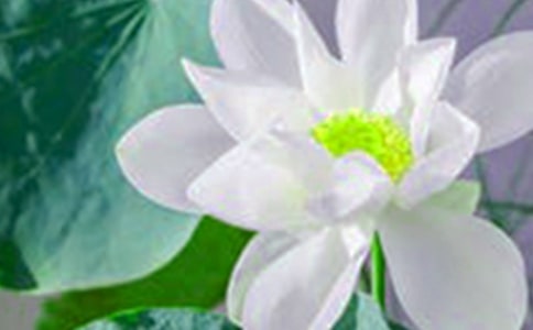 《荷花》優(yōu)秀教案