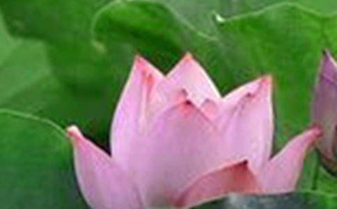 【熱門】荷花的作文匯編7篇