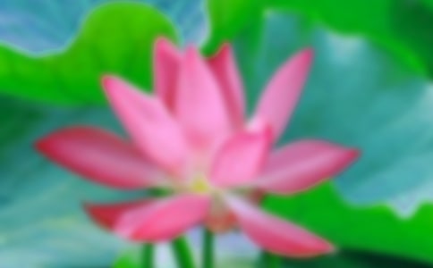 精選荷花寫景的作文三篇