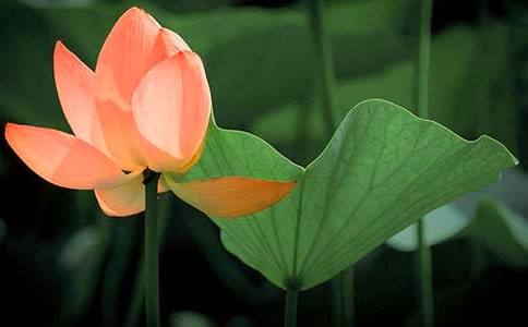 �^��ɻ���ӛ6ƪ