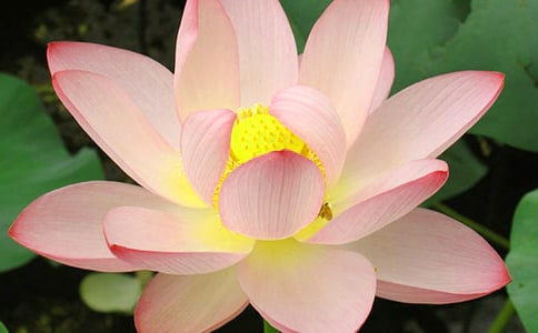 關(guān)于荷花寫景的作文300字(通用33篇)