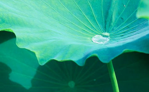 荷葉般的母愛作文800字