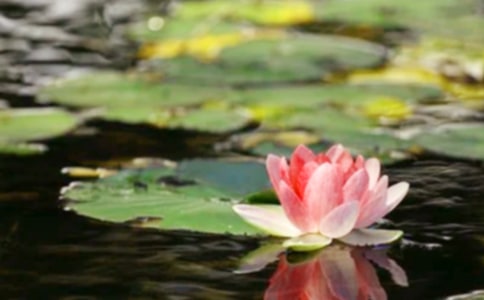 愿和平成為永恒作文