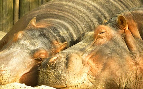 ��Ó���R�޿�