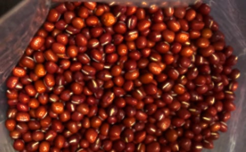 紅豆杉的感恩作文