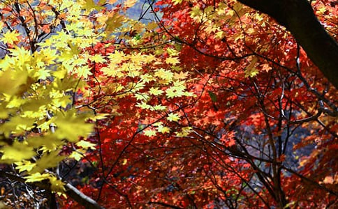 �t�~�Ȍ������ģ����x26ƪ��