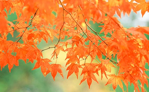 香山的紅葉作文(精選17篇)