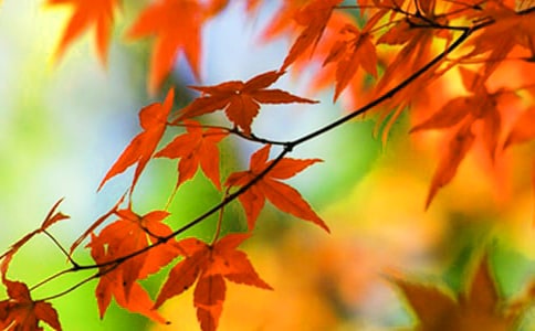 墳與紅葉的散文隨筆