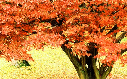 ��������ɽ�t�~����