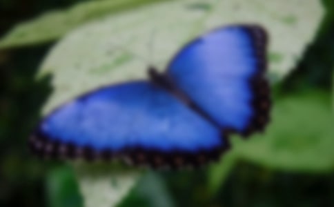 蝴蝶翅膀里的感動六年級作文