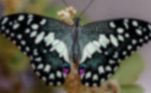 小班美術(shù)教案《美麗的蝴蝶》