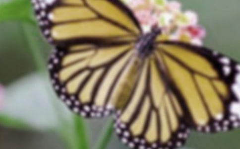 【精選】蝴蝶想象作文300字三篇