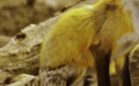 狐貍和烏鴉新編作文