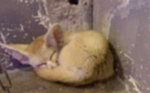 �ƻ��ĺ�؂����