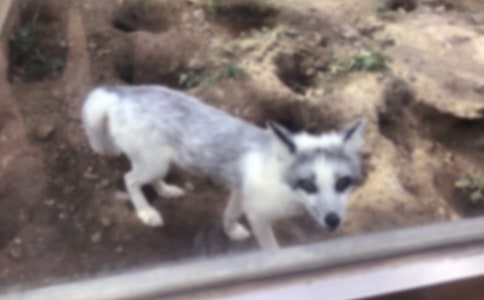 【優(yōu)】關(guān)于狐貍的作文15篇