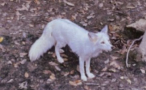 描寫狐貍的作文