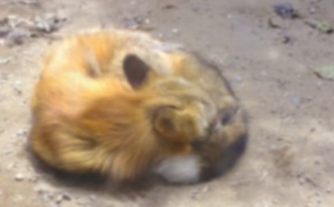 狐貍與烏鴉的官司作文(通用16篇)