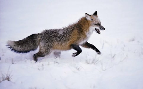 烏鴉和狐貍新編作文