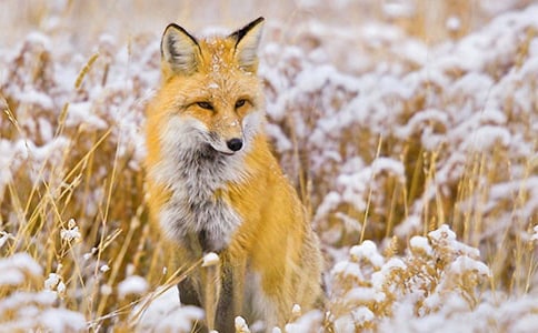 再被狐貍騙一次讀后感集合15篇