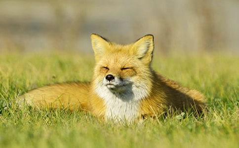 農(nóng)夫和狐貍童話童話作文600字