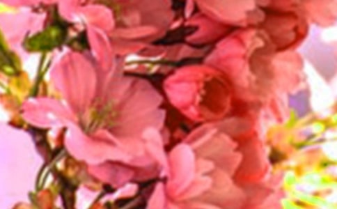 美麗的花朵美術(shù)教案9篇