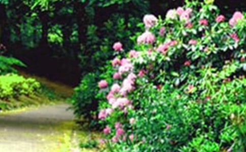 寫景花園作文【優(yōu)選】