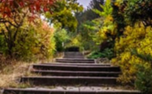 寫景花園作文【通用】