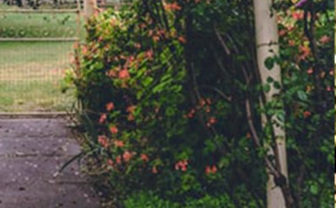 關(guān)于花園寫景的作文五篇