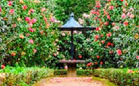 寫景花園作文(精華8篇)