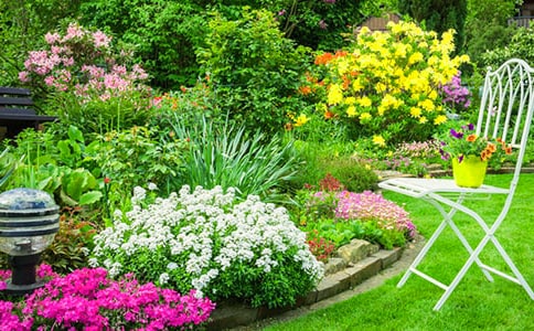 我家的后花園作文