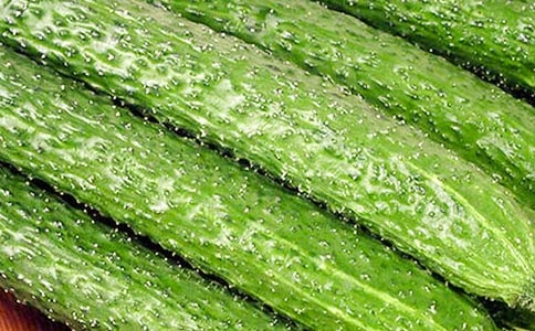 絲瓜和黃瓜-童話作文800字