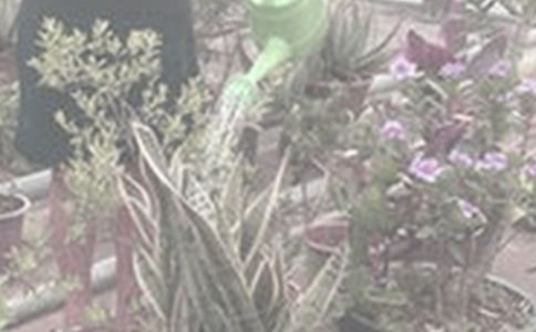 一年級描寫澆花的作文