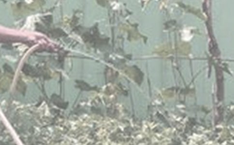 ���D��Ԓ-������СŮ������