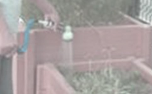 關于澆花的作文