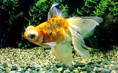 美麗的小金魚作文