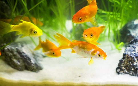 �B(y��ng)���~���ģ�ͨ��29ƪ��