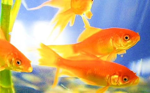 С���~���ġ��R��3ƪ��