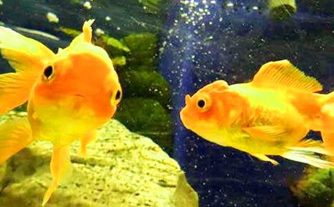 小班科學(xué)美麗的金魚教案