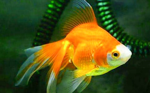 關(guān)于寫(xiě)小金魚(yú)的作文400字