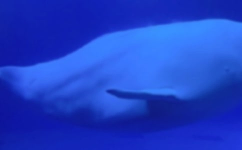 精選鯨魚作文300字三篇