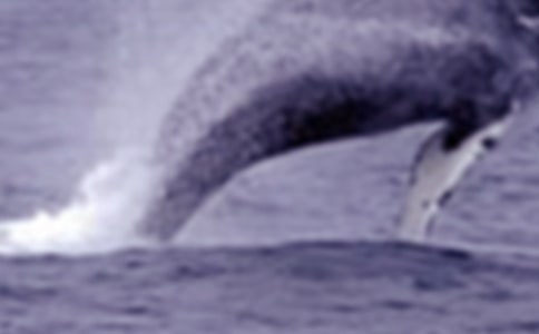 關(guān)于鯨魚的作文