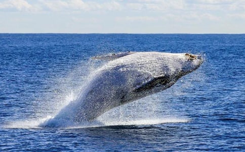 �L�~(y��)����������350��