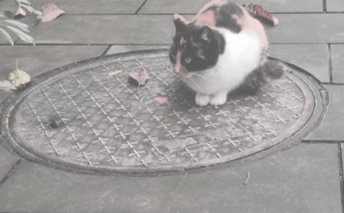 �](m��i)���w�õ�񿾮�w����300��