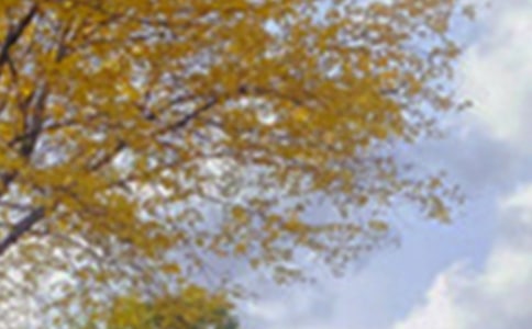 ����ɫ�����ġ����T��