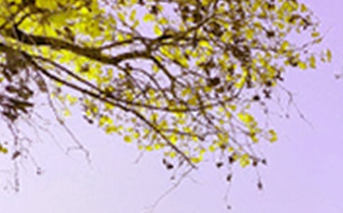 描寫景色的作文【精選】