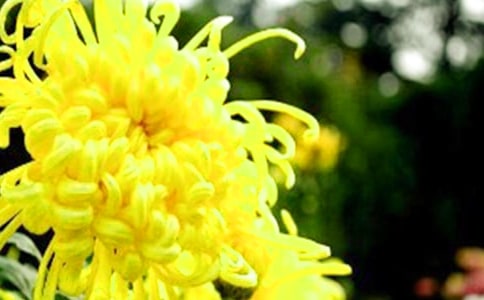 秋天的菊花作文(錦集3篇)