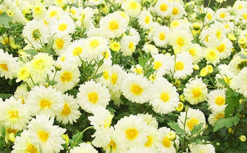 美麗的菊花作文