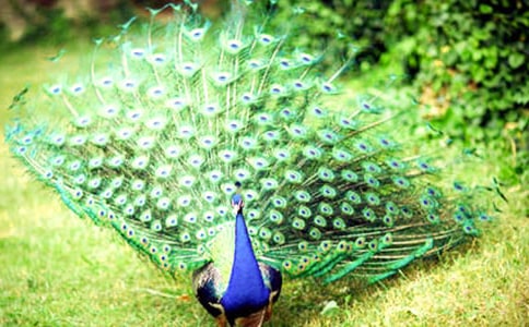 孔雀東南飛讀后感