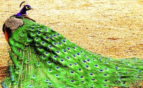 《孔雀東南飛》教案范文五篇