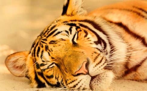 老虎來啦嗷嗷嗷嗷作文(精選25篇)